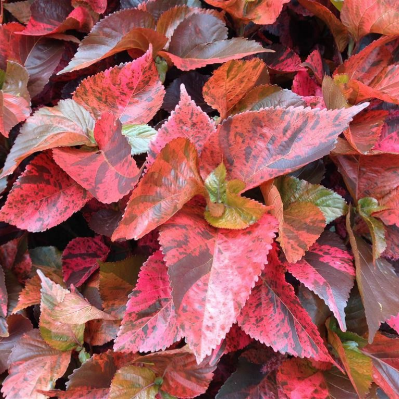 ACALYPHA RED