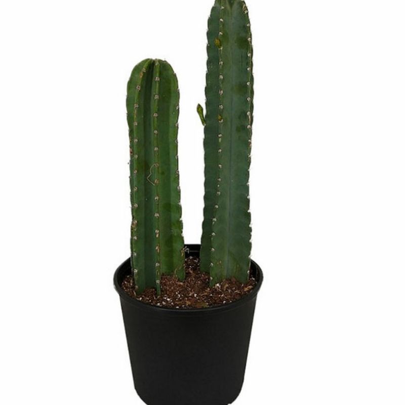 Cactus Cerus Peruvians 1