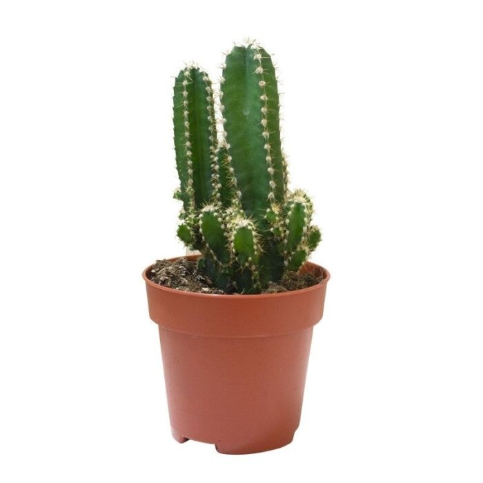 Cactus Cerus Peruvians