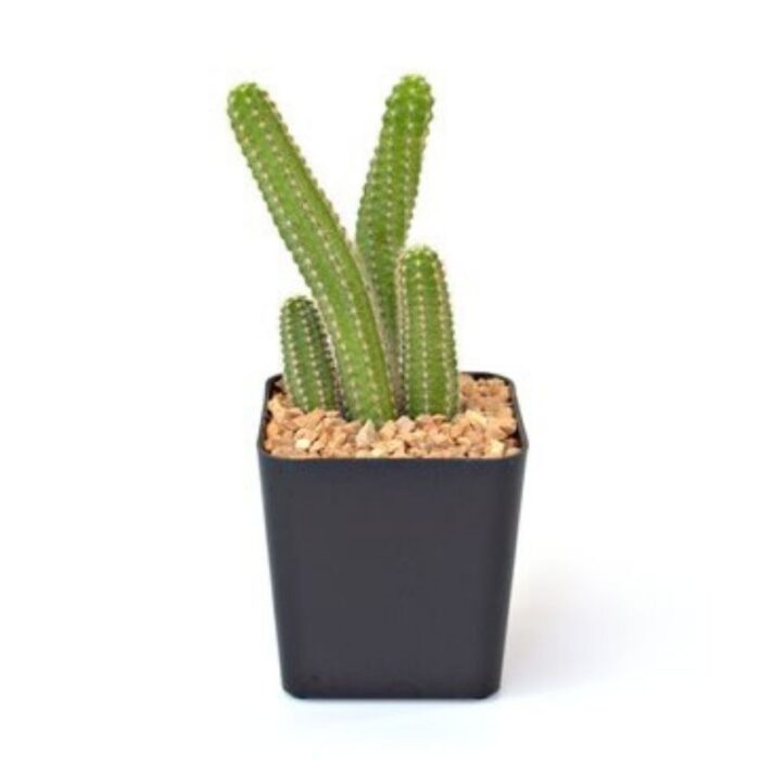 Cactus Echinopsis Chamaecerius