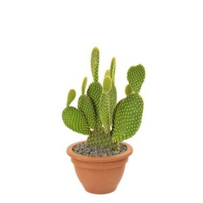 Cactus Opuntia Microdasys