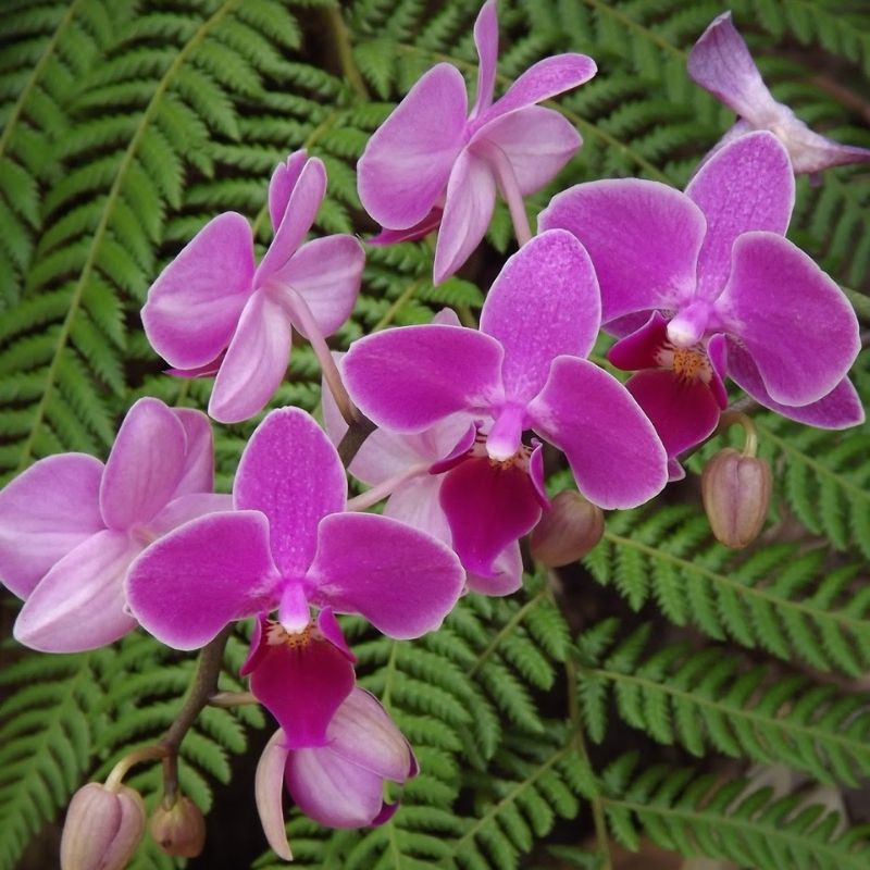 PHELENOPSIS ORCHIDS
