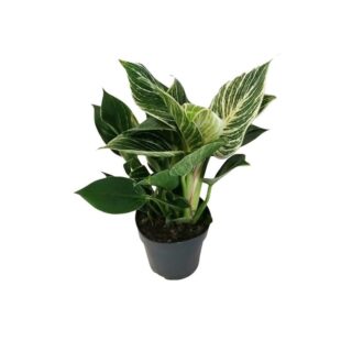 Philodendron Birkin 1