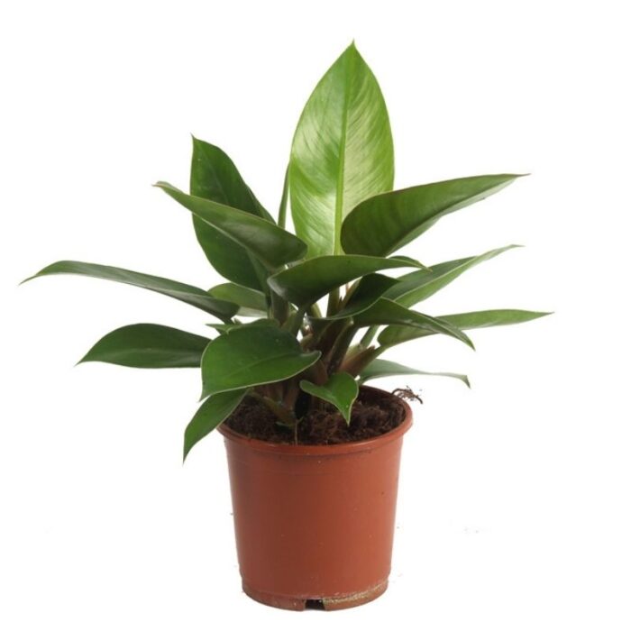 Philodendron Ceylon Green