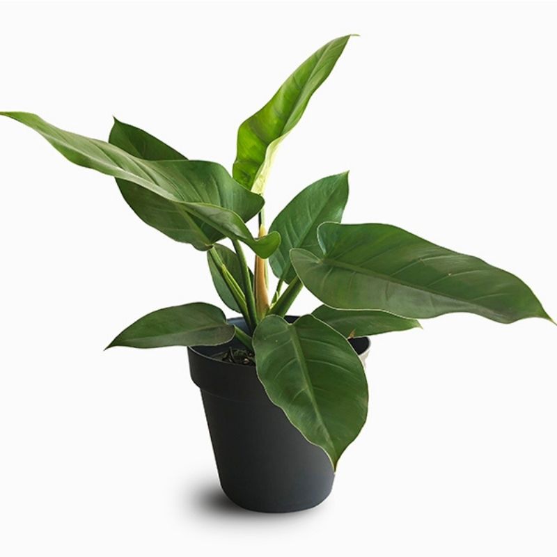 Philodendron Congo Green 1