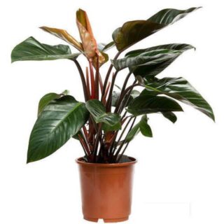 Philodendron Congo Red 1