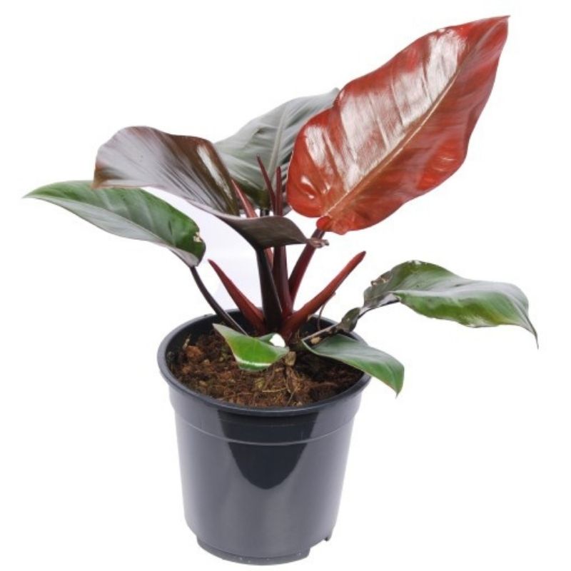 Philodendron Congo Red 2