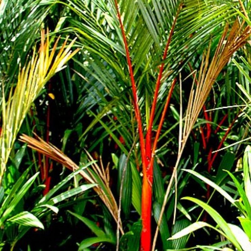 RED PALM