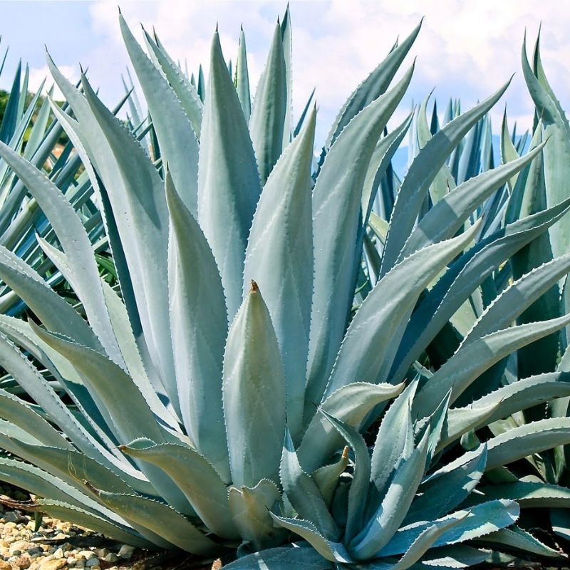 TEQUILA AGAVE