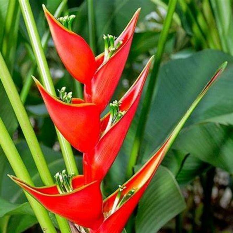 water heliconia