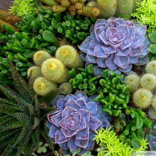 Cactus & Succulents