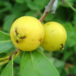 yellow guava – mall of gardens