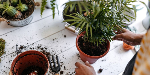 How to repot indoor plants